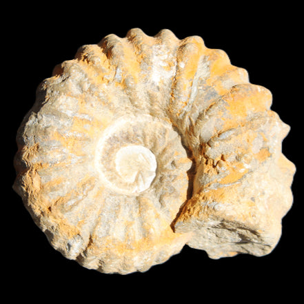 Cretaceous Ammonite from Morocco 83*75*45mm 339g in sunlight - Rocks and Things Store