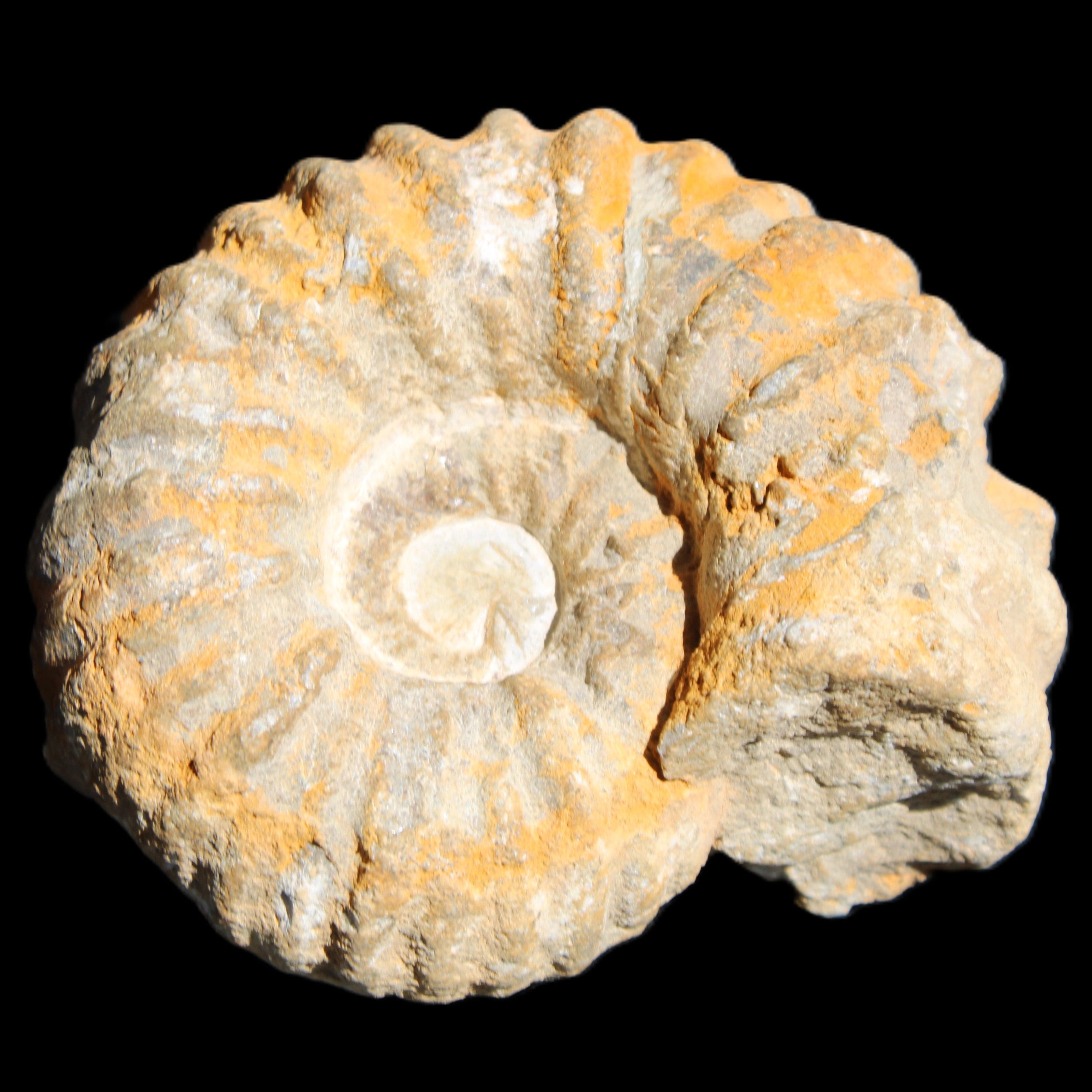Cretaceous Ammonite from Morocco 83*75*45mm 339g in sunlight - Rocks and Things Store
