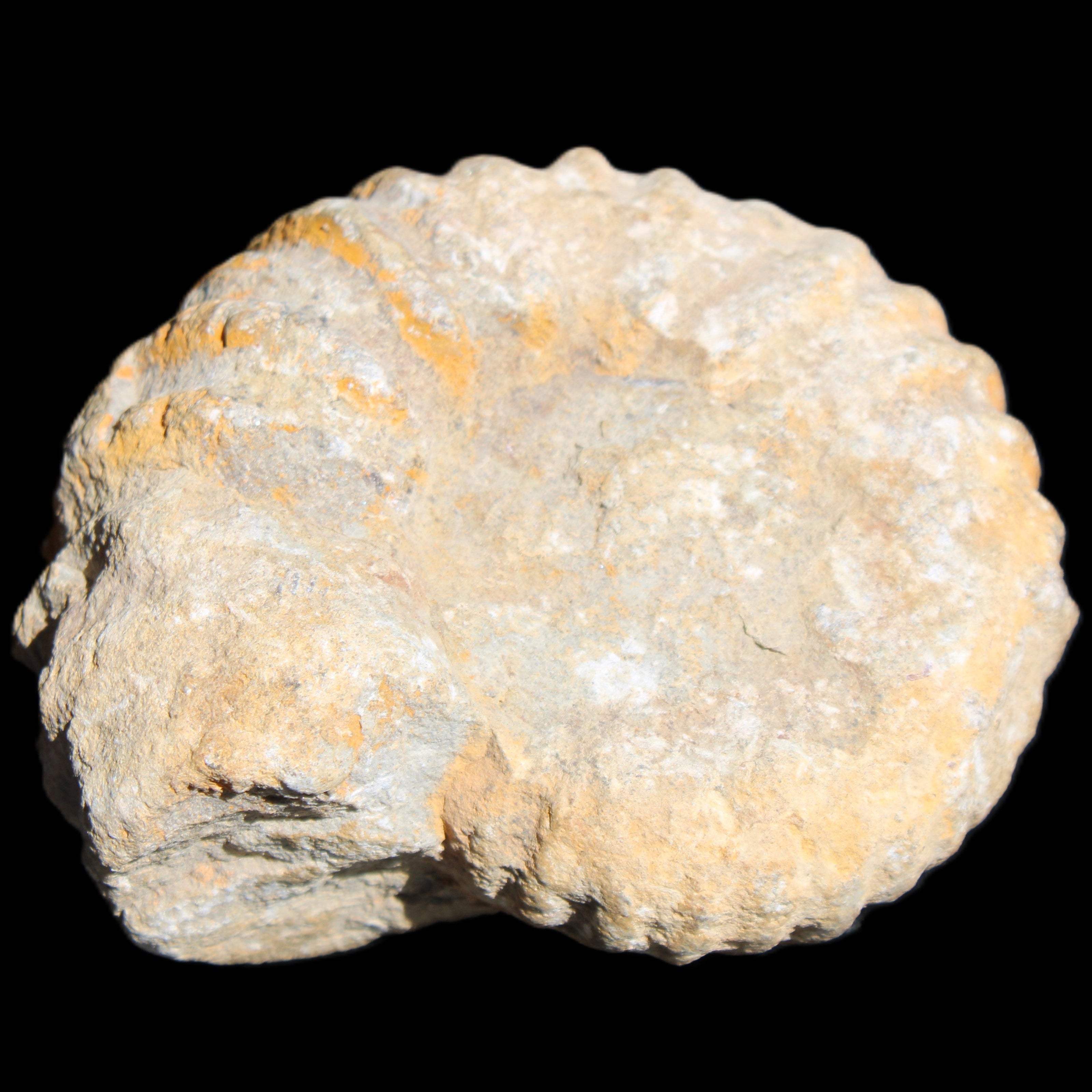 Cretaceous Ammonite from Morocco 83*75*45mm 339g in sunlight - Rocks and Things Store
