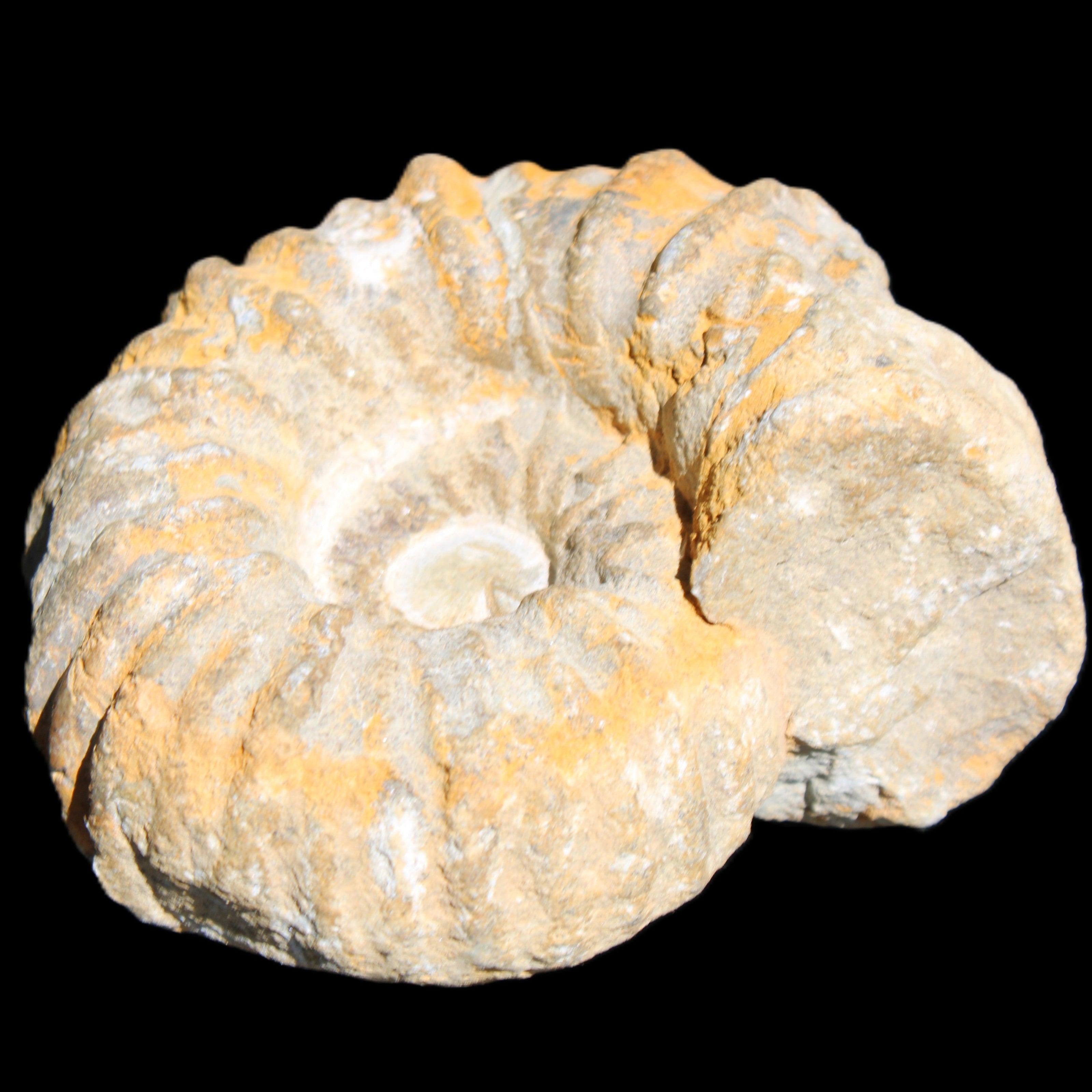 Cretaceous Ammonite from Morocco 83*75*45mm 339g in sunlight - Rocks and Things Store