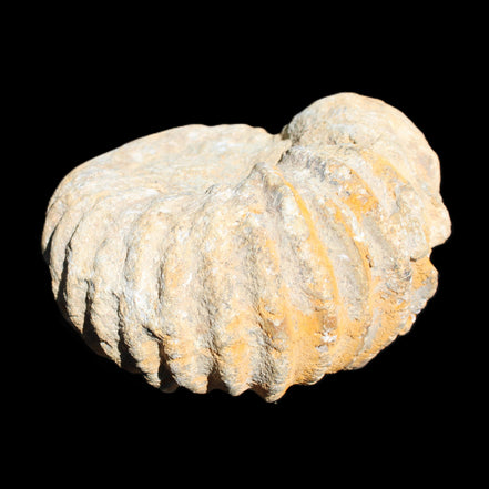 Cretaceous Ammonite from Morocco 83*75*45mm 339g in sunlight - Rocks and Things Store