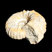 Cretaceous Ammonite from Morocco 83*75*45mm 339g in sunlight - Rocks and Things Store