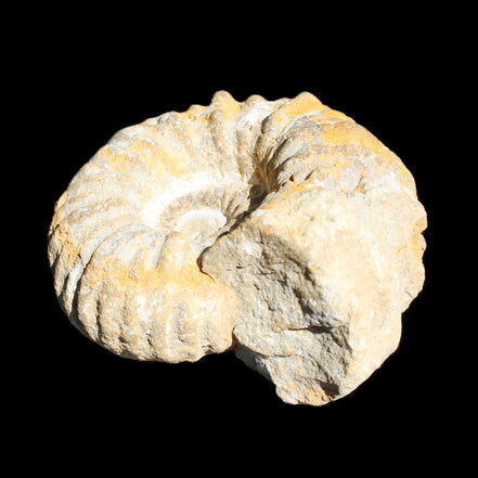 Cretaceous Ammonite from Morocco 83*75*45mm 339g in sunlight - Rocks and Things Store