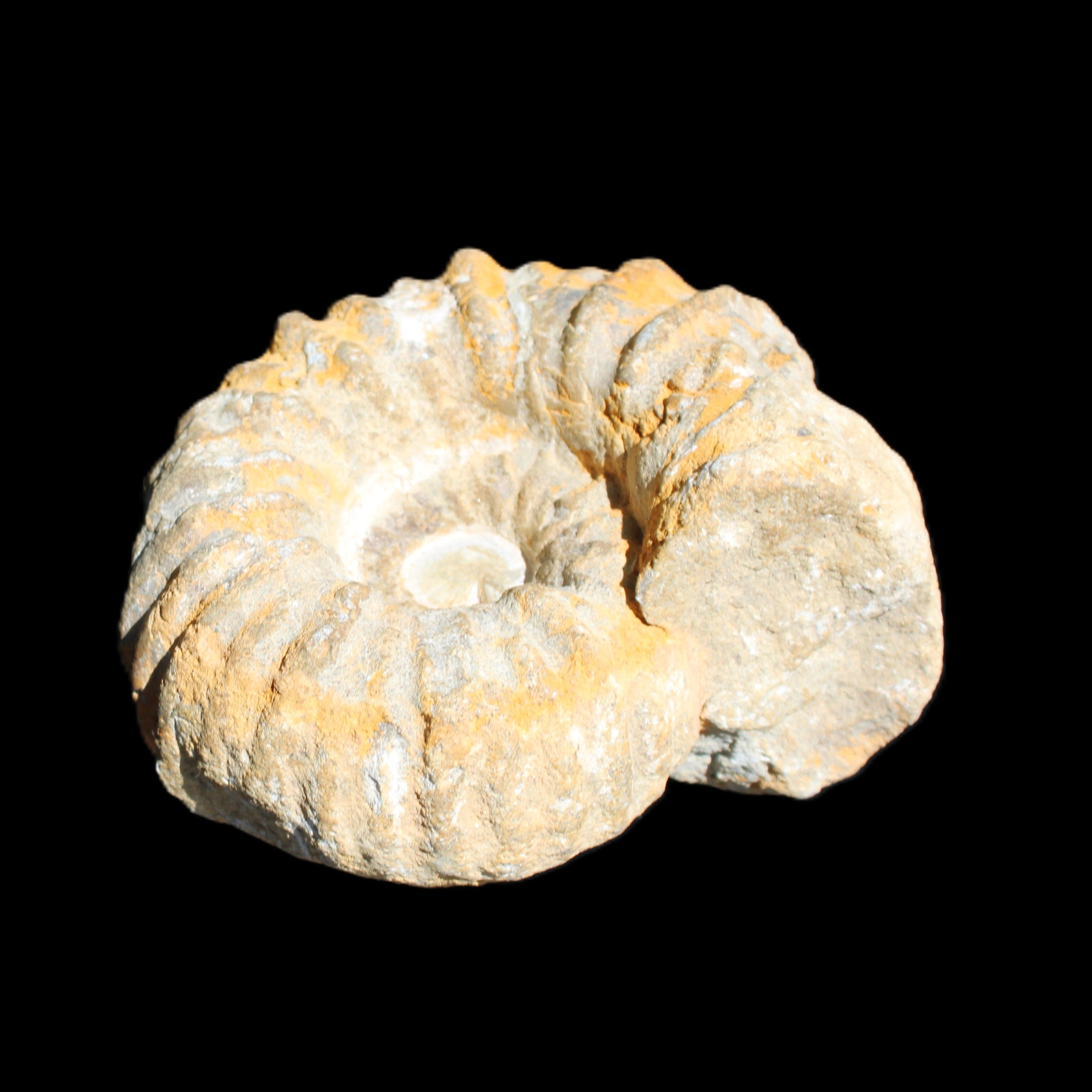 Cretaceous Ammonite from Morocco 83*75*45mm 339g in sunlight - Rocks and Things Store