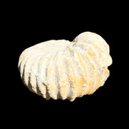 Cretaceous Ammonite from Morocco 83*75*45mm 339g in sunlight - Rocks and Things Store