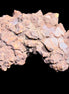 Jurassic Coprolite from Madagascar 78*53*42mm 150g in sunlight - Rocks and Things Store