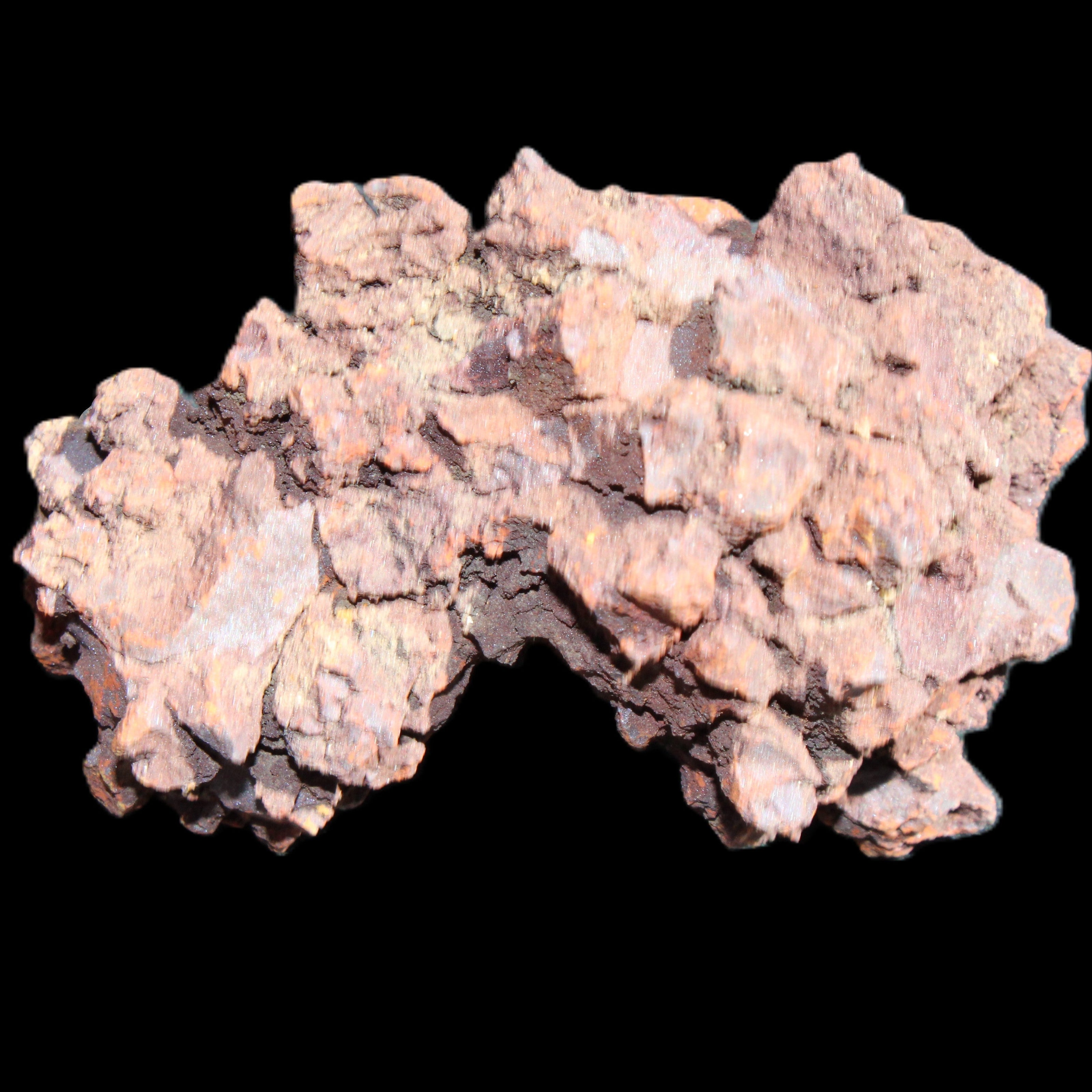 Jurassic Coprolite from Madagascar 78*53*42mm 150g in sunlight - Rocks and Things Store