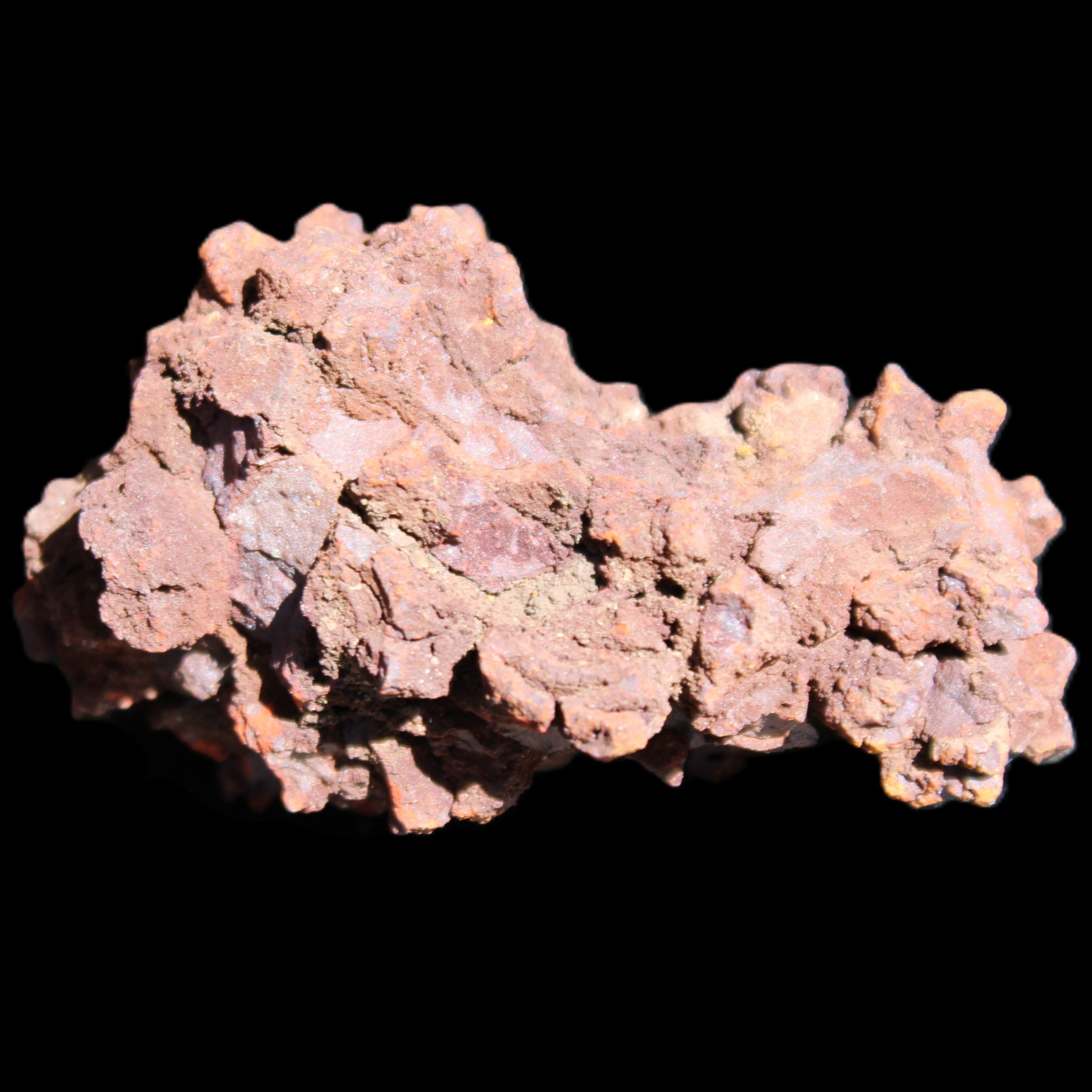 Jurassic Coprolite from Madagascar 78*53*42mm 150g in sunlight - Rocks and Things Store