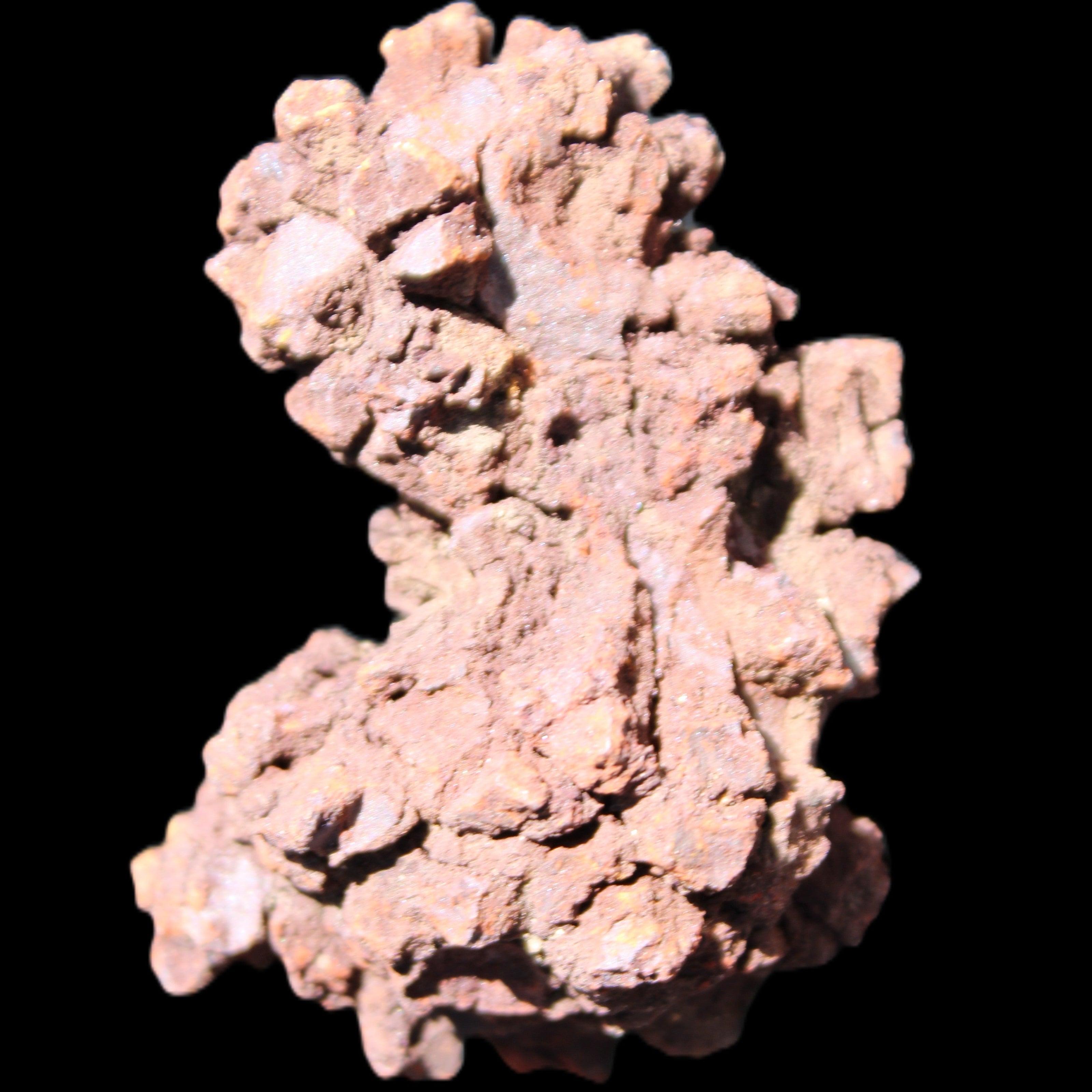 Jurassic Coprolite from Madagascar 78*53*42mm 150g in sunlight - Rocks and Things Store