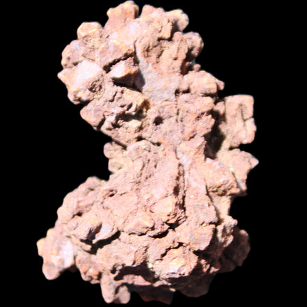 Jurassic Coprolite from Madagascar 78*53*42mm 150g in sunlight - Rocks and Things Store
