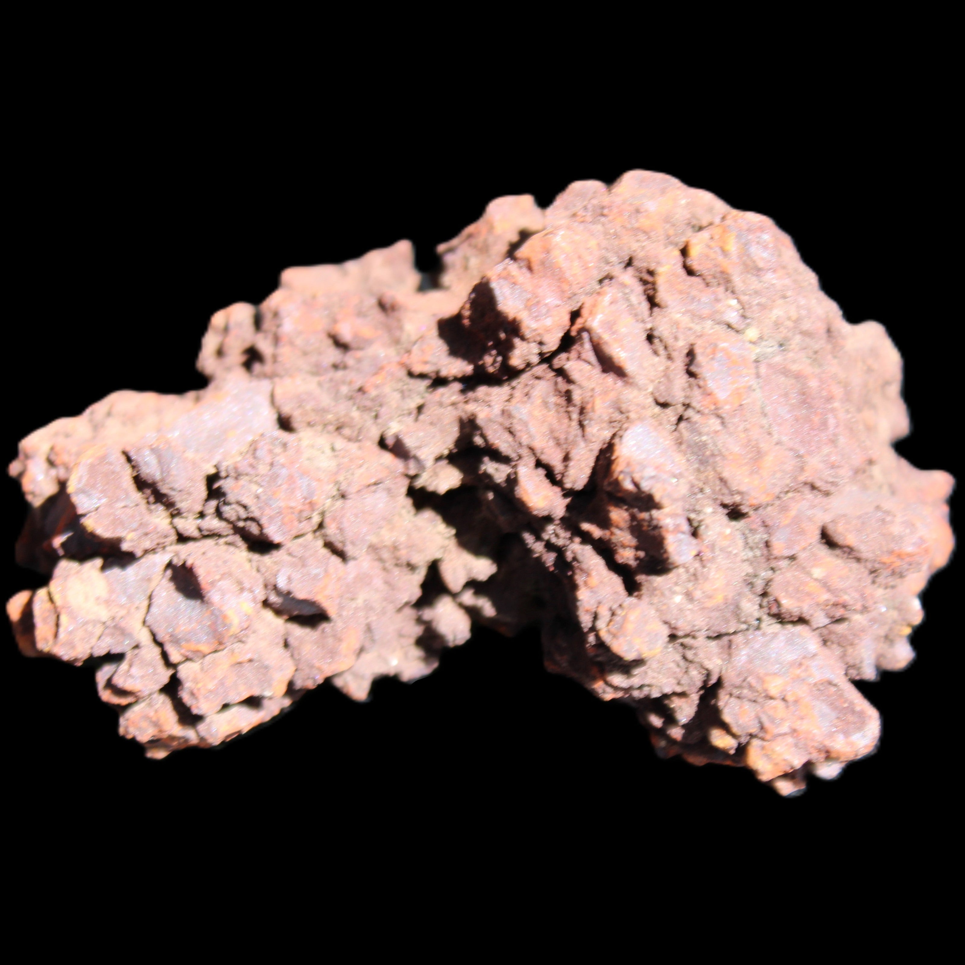 Jurassic Coprolite from Madagascar 78*53*42mm 150g in sunlight - Rocks and Things Store