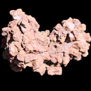 Jurassic Coprolite from Madagascar 78*53*42mm 150g in sunlight - Rocks and Things Store