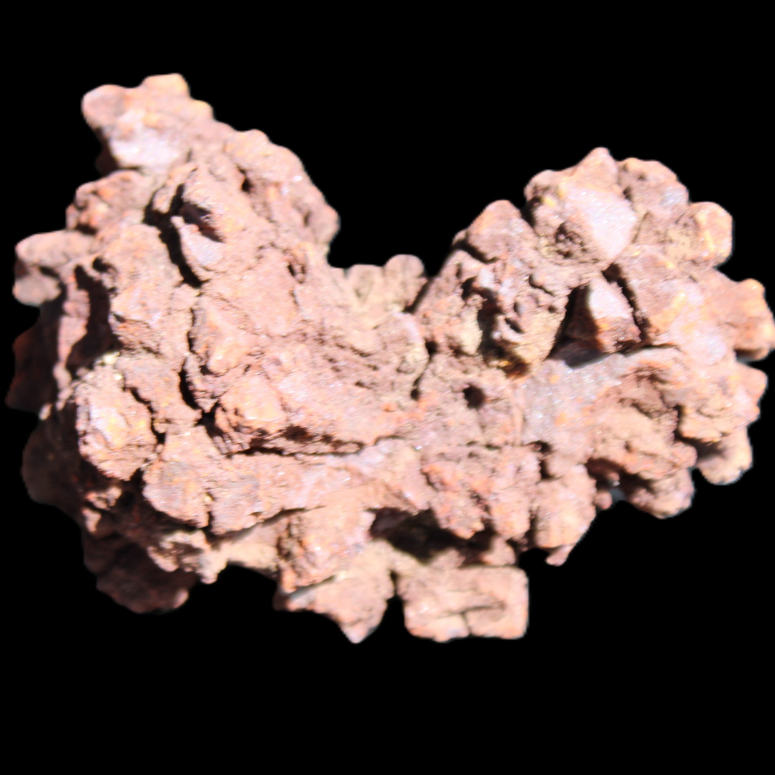 Jurassic Coprolite from Madagascar 78*53*42mm 150g in sunlight - Rocks and Things Store