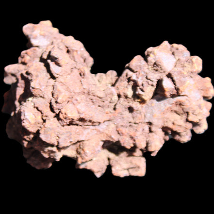 Jurassic Coprolite from Madagascar 78*53*42mm 150g in sunlight - Rocks and Things Store