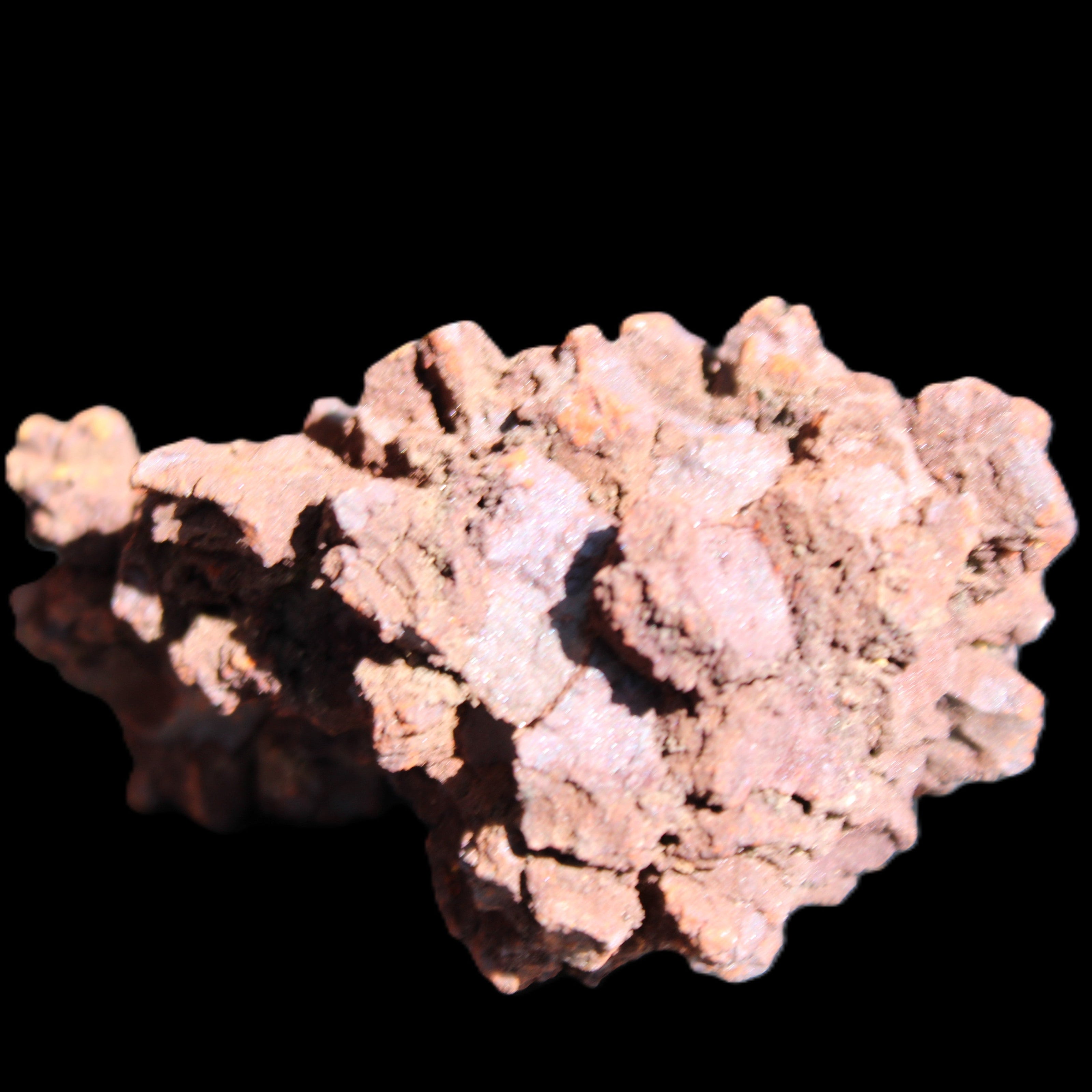 Jurassic Coprolite from Madagascar 78*53*42mm 150g in sunlight - Rocks and Things Store