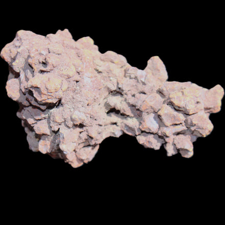 Jurassic Coprolite from Madagascar 78*53*42mm 150g in sunlight - Rocks and Things Store