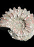 Cretaceous Ammonite from Madagascar 56*47*30mm 79g in sunlight - Rocks and Things Store