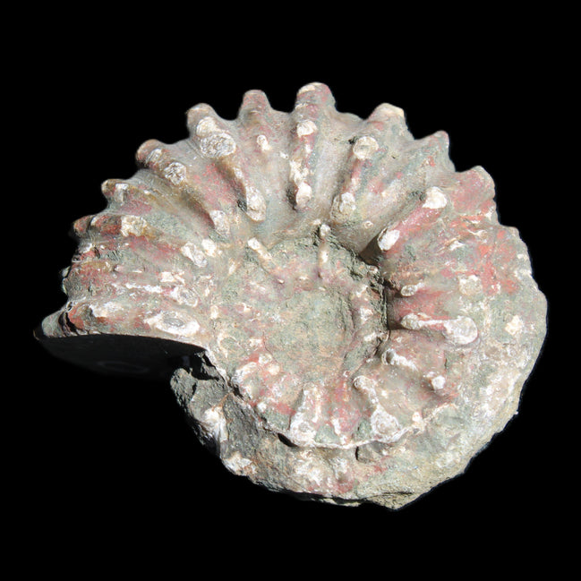 Cretaceous Ammonite from Madagascar 56*47*30mm 79g in sunlight - Rocks and Things Store