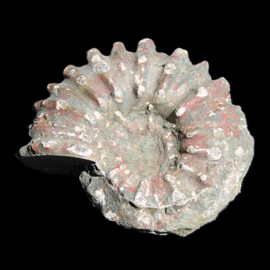 Cretaceous Ammonite from Madagascar 56*47*30mm 79g in sunlight - Rocks and Things Store