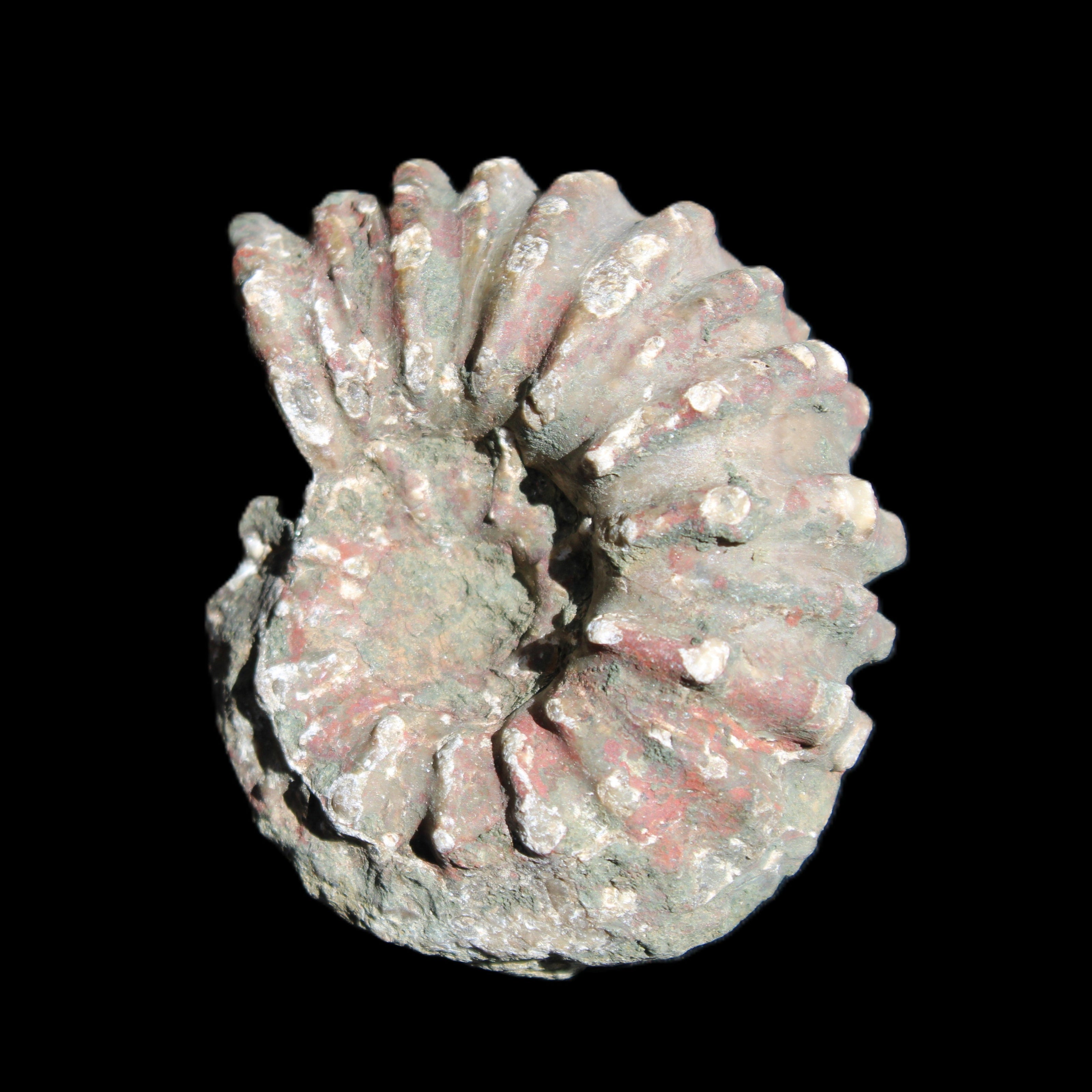 Cretaceous Ammonite from Madagascar 56*47*30mm 79g in sunlight - Rocks and Things Store