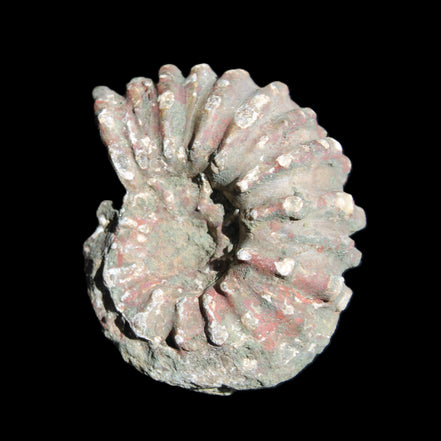Cretaceous Ammonite from Madagascar 56*47*30mm 79g in sunlight - Rocks and Things Store