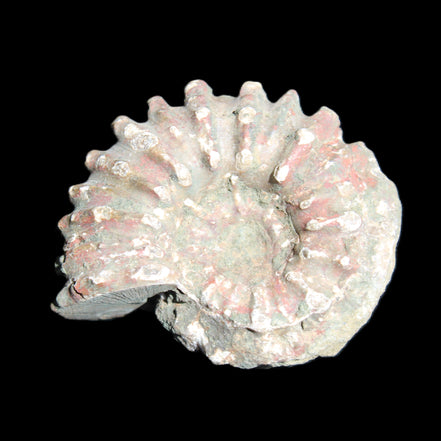 Cretaceous Ammonite from Madagascar 56*47*30mm 79g in sunlight - Rocks and Things Store