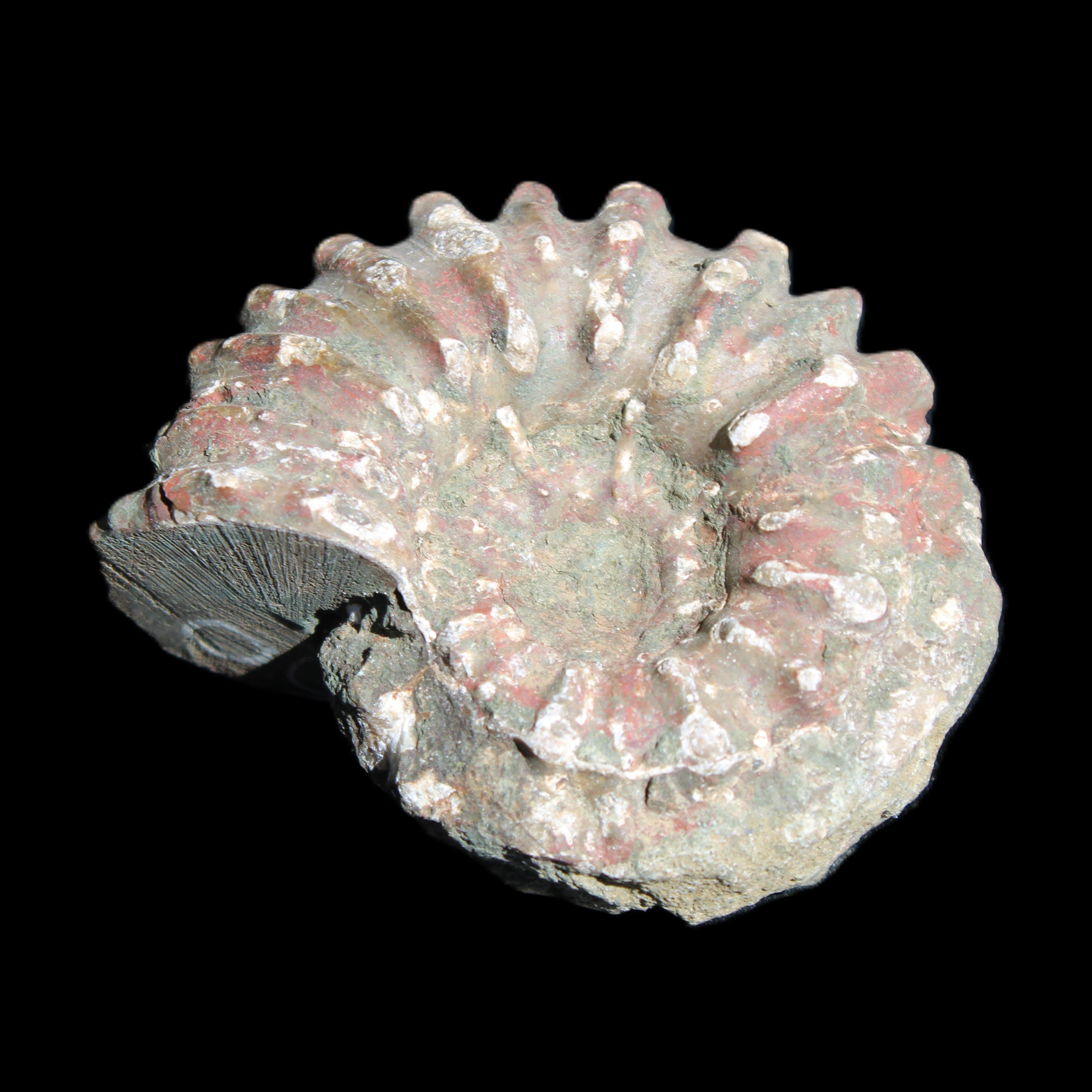 Cretaceous Ammonite from Madagascar 56*47*30mm 79g in sunlight - Rocks and Things Store