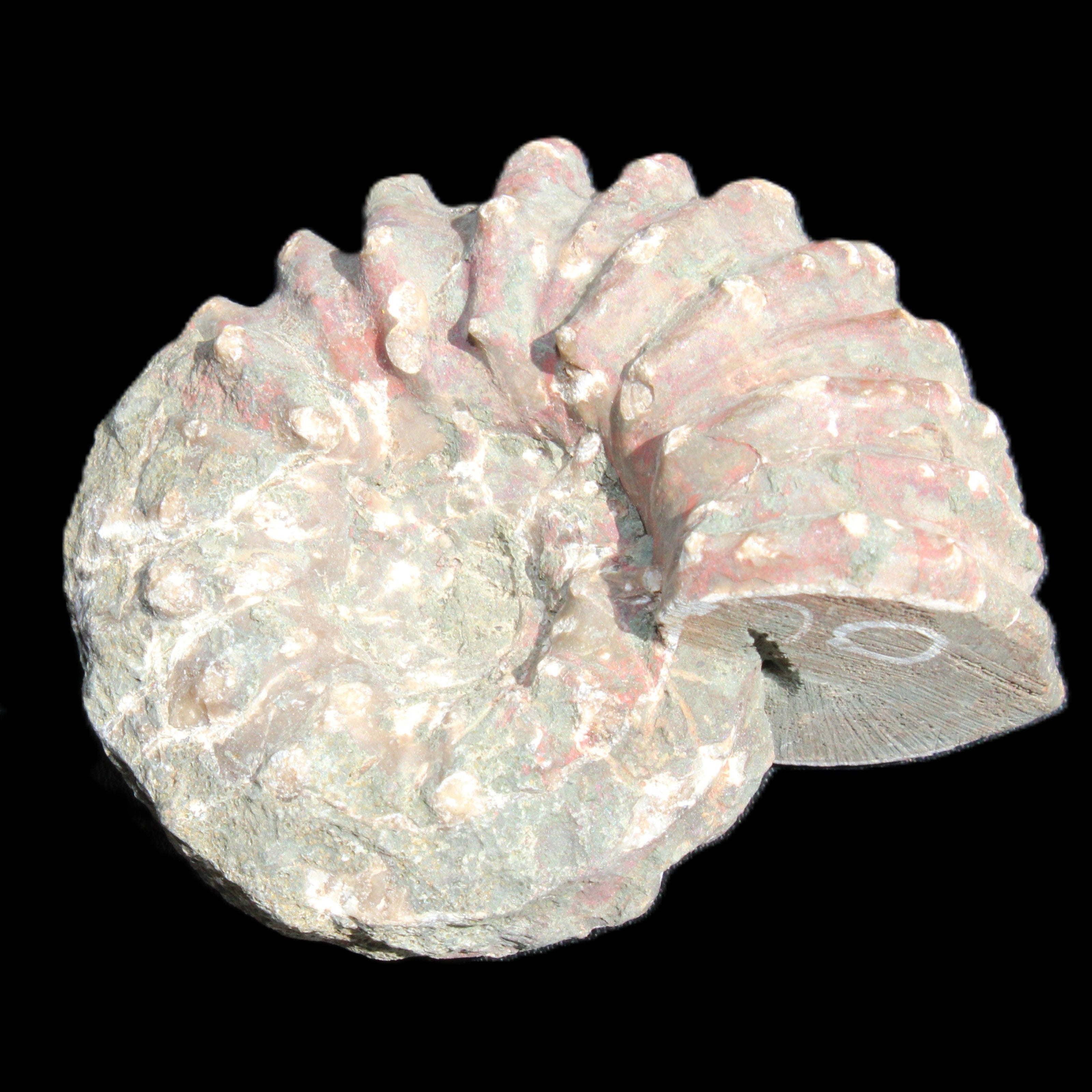 Cretaceous Ammonite from Madagascar 56*47*30mm 79g in sunlight - Rocks and Things Store
