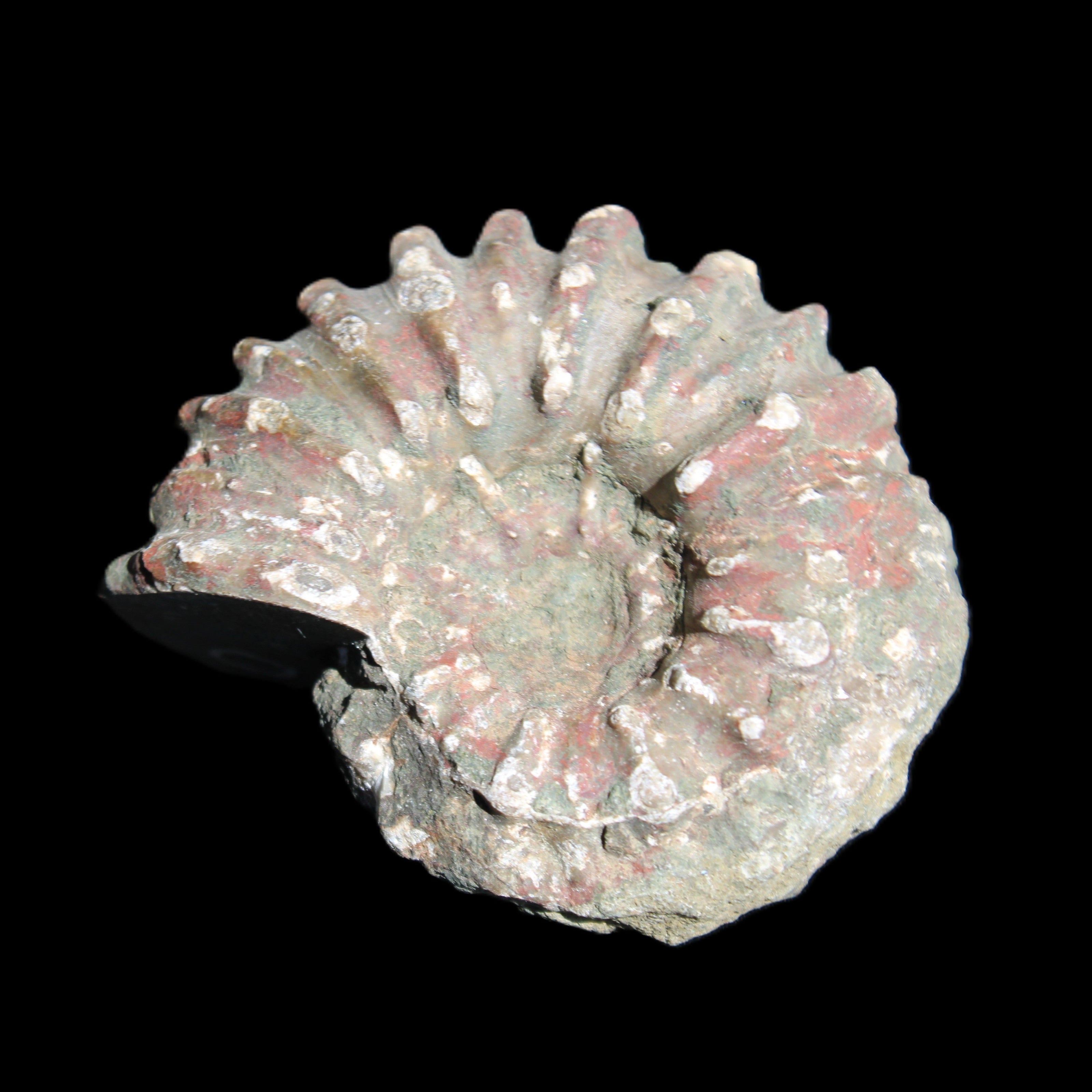 Cretaceous Ammonite from Madagascar 56*47*30mm 79g in sunlight - Rocks and Things Store