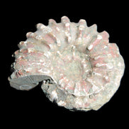 Cretaceous Ammonite from Madagascar 56*47*30mm 79g in sunlight - Rocks and Things Store