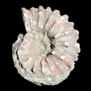 Cretaceous Ammonite from Madagascar 56*47*30mm 79g in sunlight - Rocks and Things Store