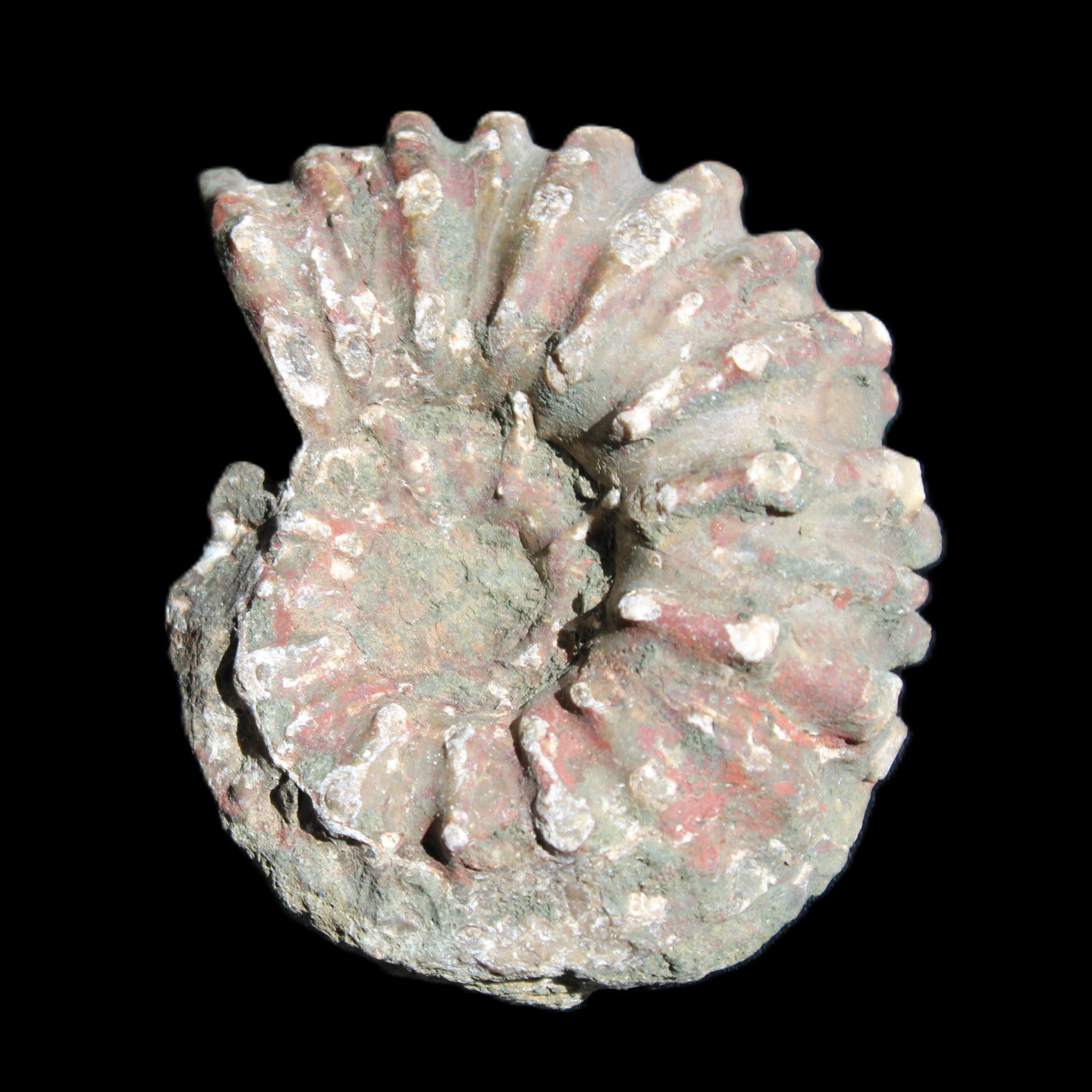 Cretaceous Ammonite from Madagascar 56*47*30mm 79g in sunlight - Rocks and Things Store