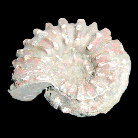 Cretaceous Ammonite from Madagascar 56*47*30mm 79g in sunlight - Rocks and Things Store