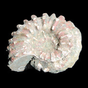 Cretaceous Ammonite from Madagascar 56*47*30mm 79g in sunlight - Rocks and Things Store