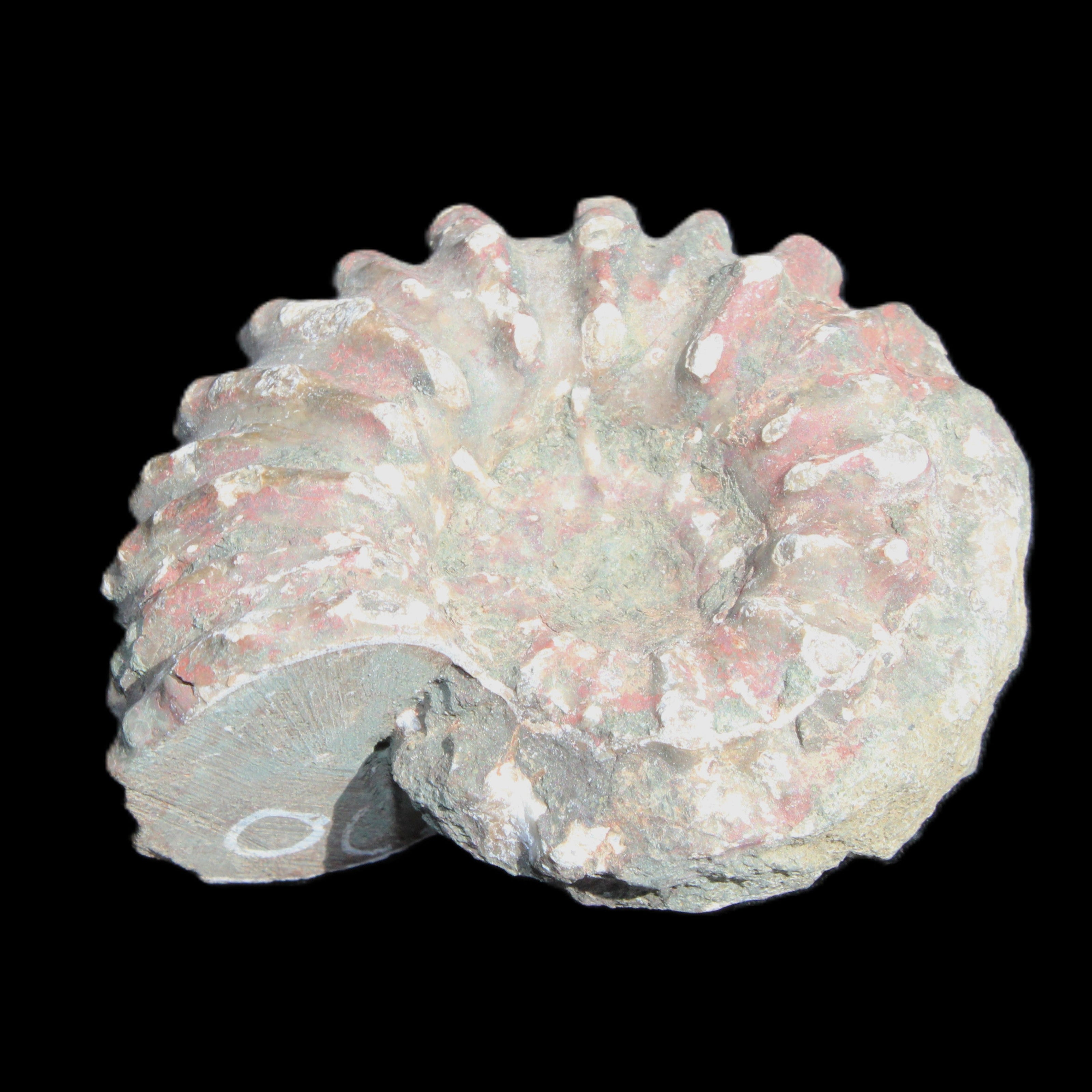 Cretaceous Ammonite from Madagascar 56*47*30mm 79g in sunlight - Rocks and Things Store