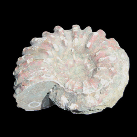 Cretaceous Ammonite from Madagascar 56*47*30mm 79g in sunlight - Rocks and Things Store