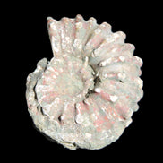 Cretaceous Ammonite from Madagascar 56*47*30mm 79g in sunlight - Rocks and Things Store