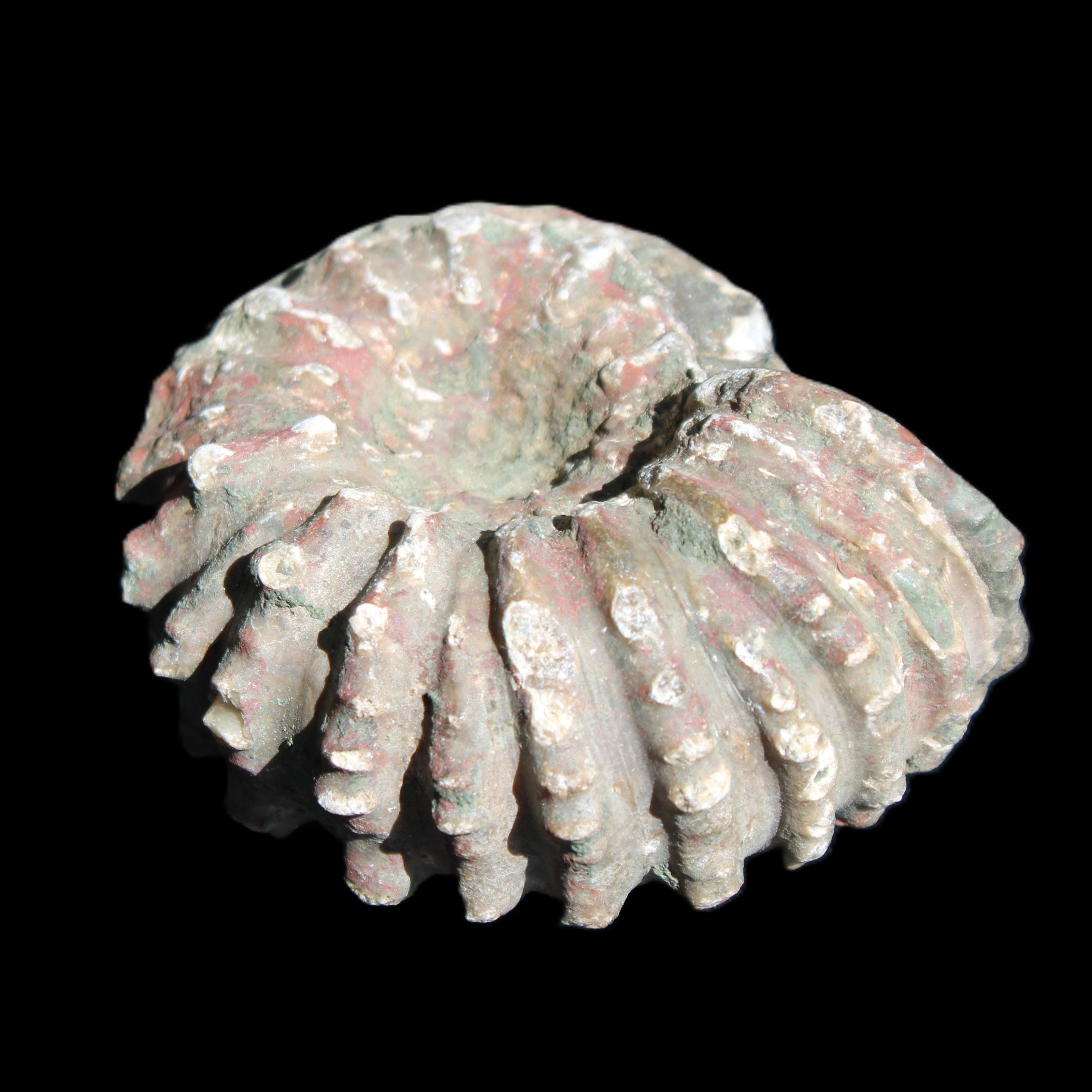 Cretaceous Ammonite from Madagascar 56*47*30mm 79g in sunlight - Rocks and Things Store