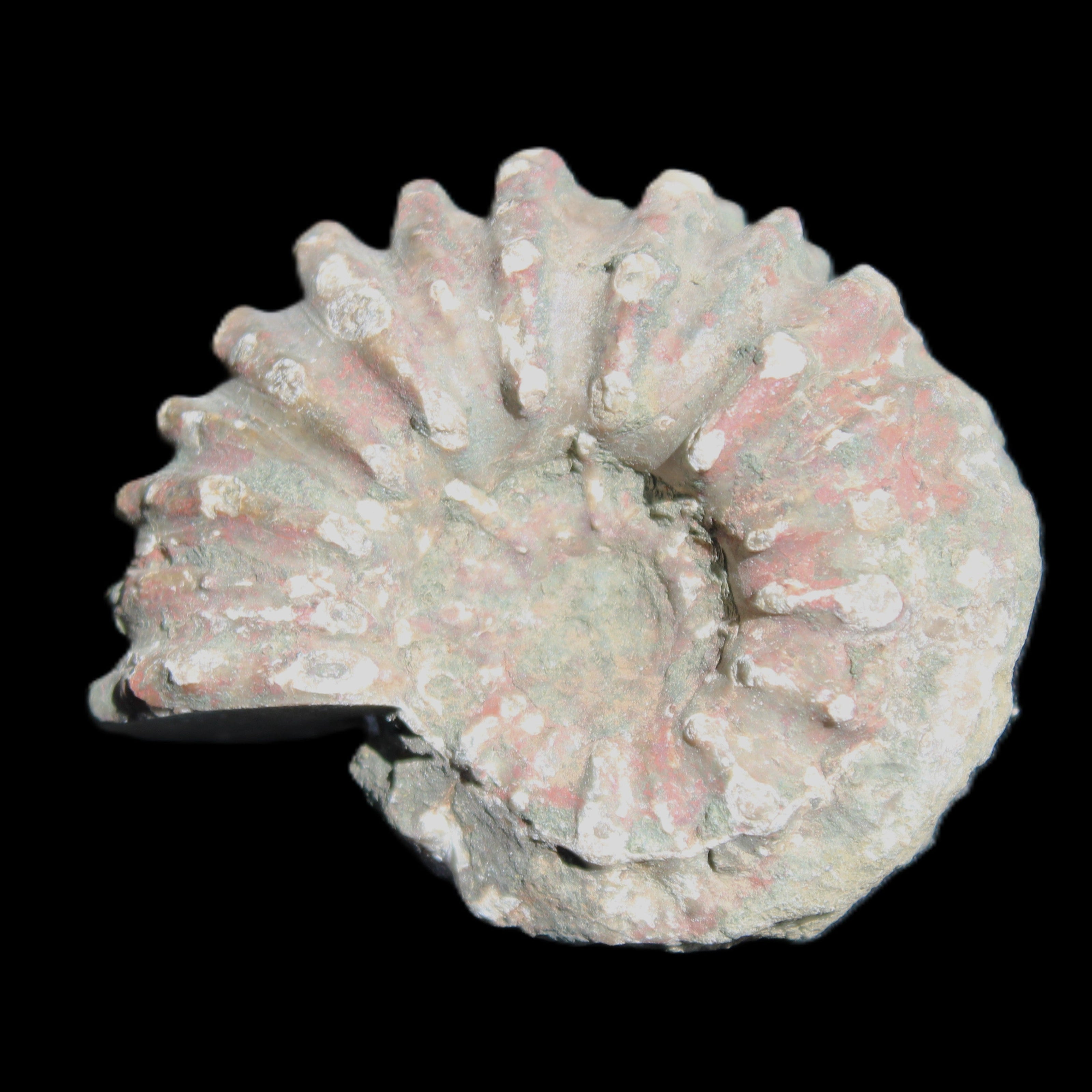Cretaceous Ammonite from Madagascar 56*47*30mm 79g in sunlight - Rocks and Things Store