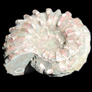 Cretaceous Ammonite from Madagascar 56*47*30mm 79g in sunlight - Rocks and Things Store