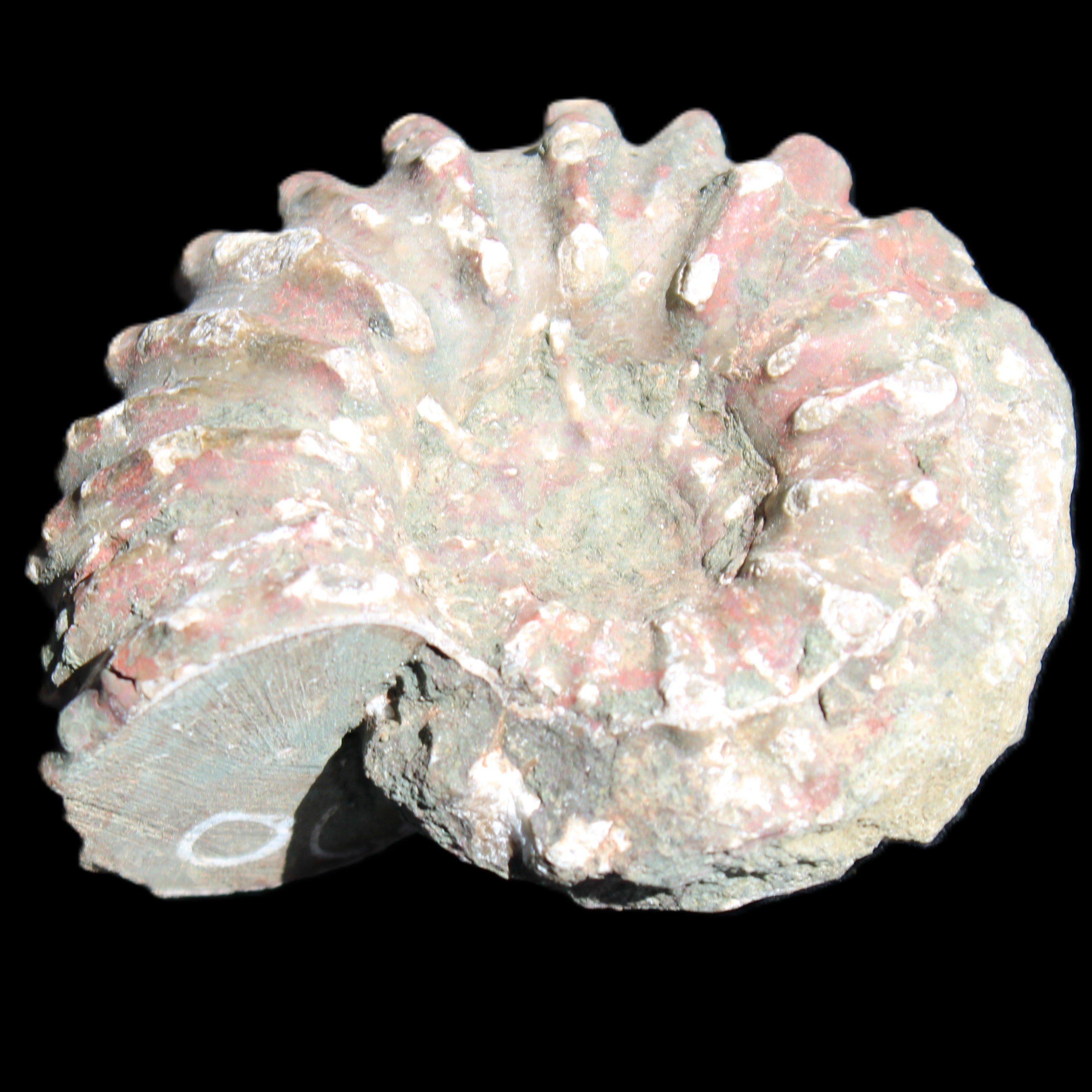 Cretaceous Ammonite from Madagascar 56*47*30mm 79g in sunlight - Rocks and Things Store