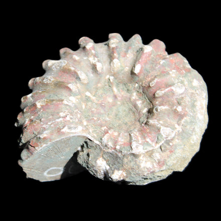Cretaceous Ammonite from Madagascar 56*47*30mm 79g in sunlight - Rocks and Things Store