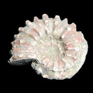 Cretaceous Ammonite from Madagascar 56*47*30mm 79g in sunlight - Rocks and Things Store