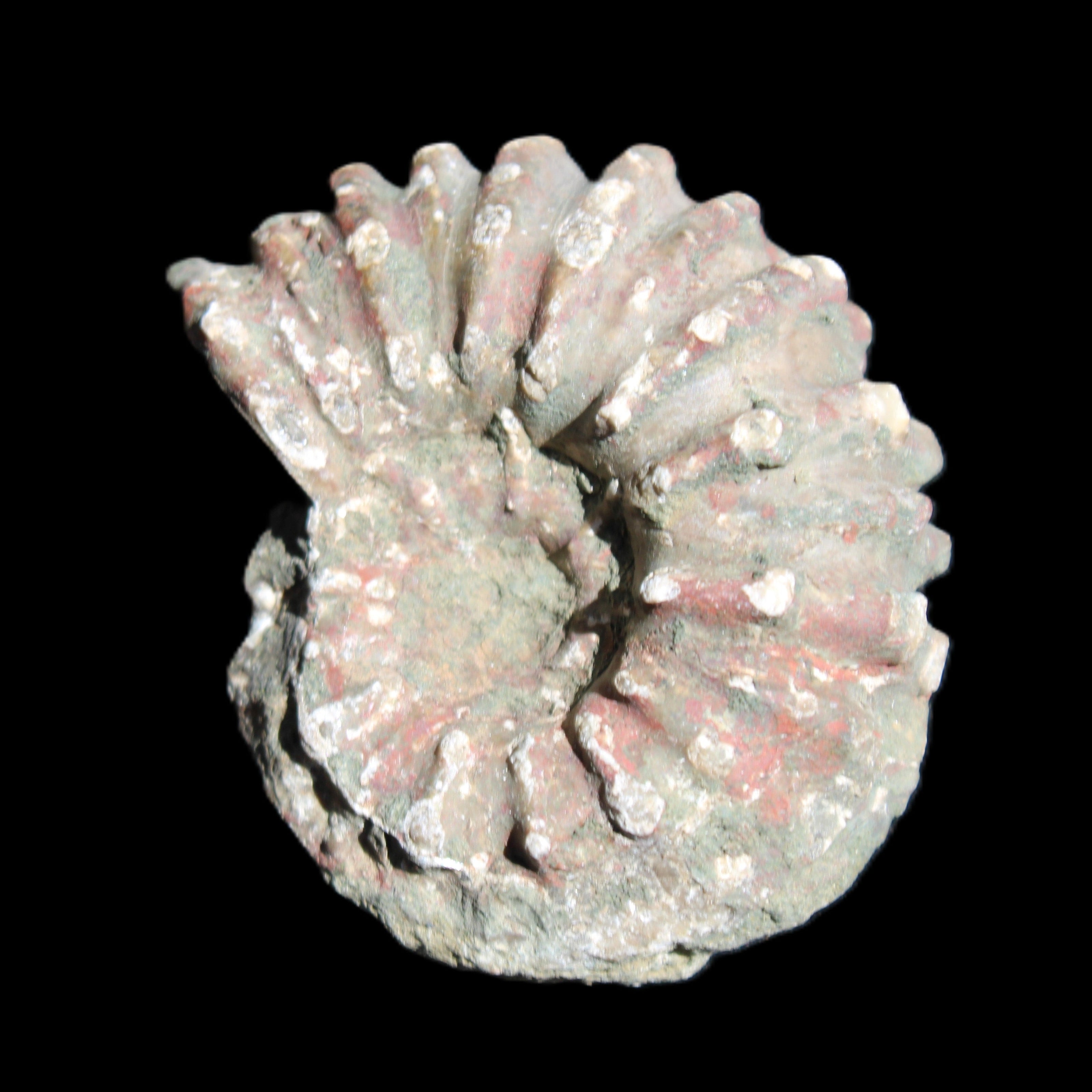 Cretaceous Ammonite from Madagascar 56*47*30mm 79g in sunlight - Rocks and Things Store