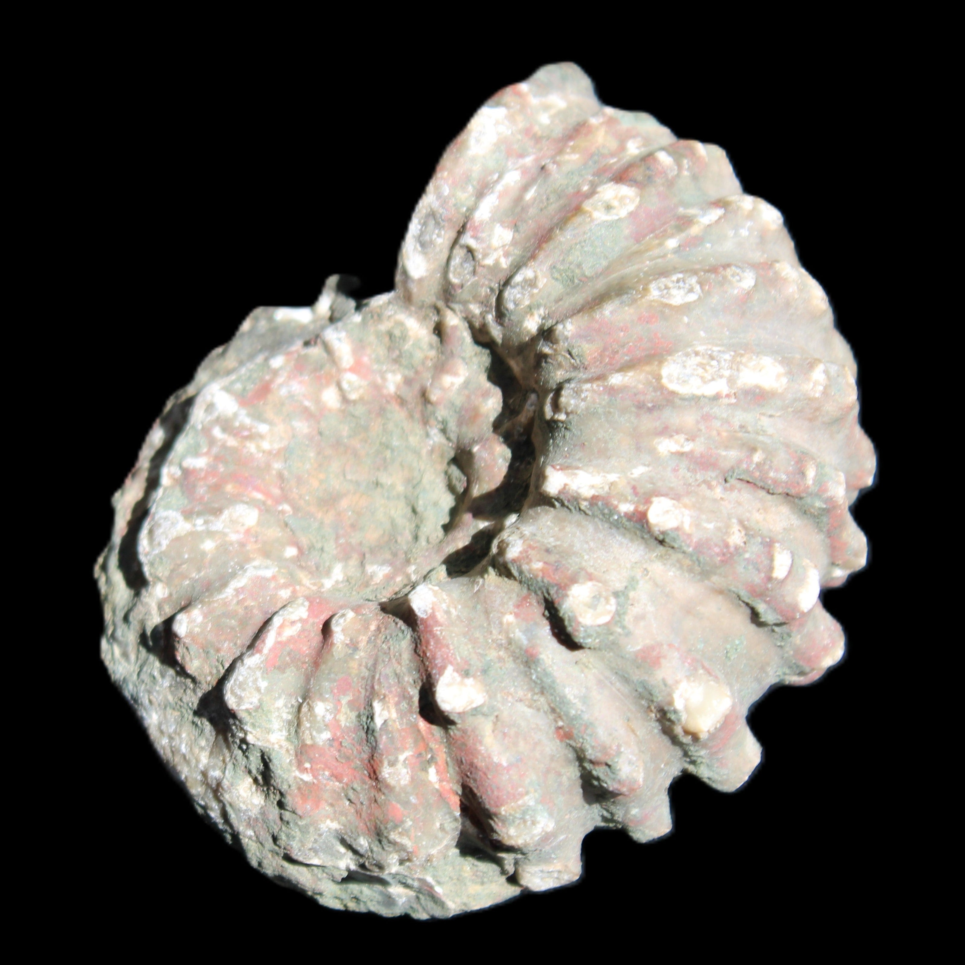 Cretaceous Ammonite from Madagascar 56*47*30mm 79g in sunlight - Rocks and Things Store