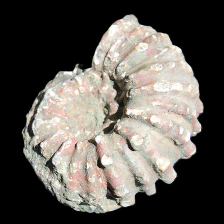 Cretaceous Ammonite from Madagascar 56*47*30mm 79g in sunlight - Rocks and Things Store