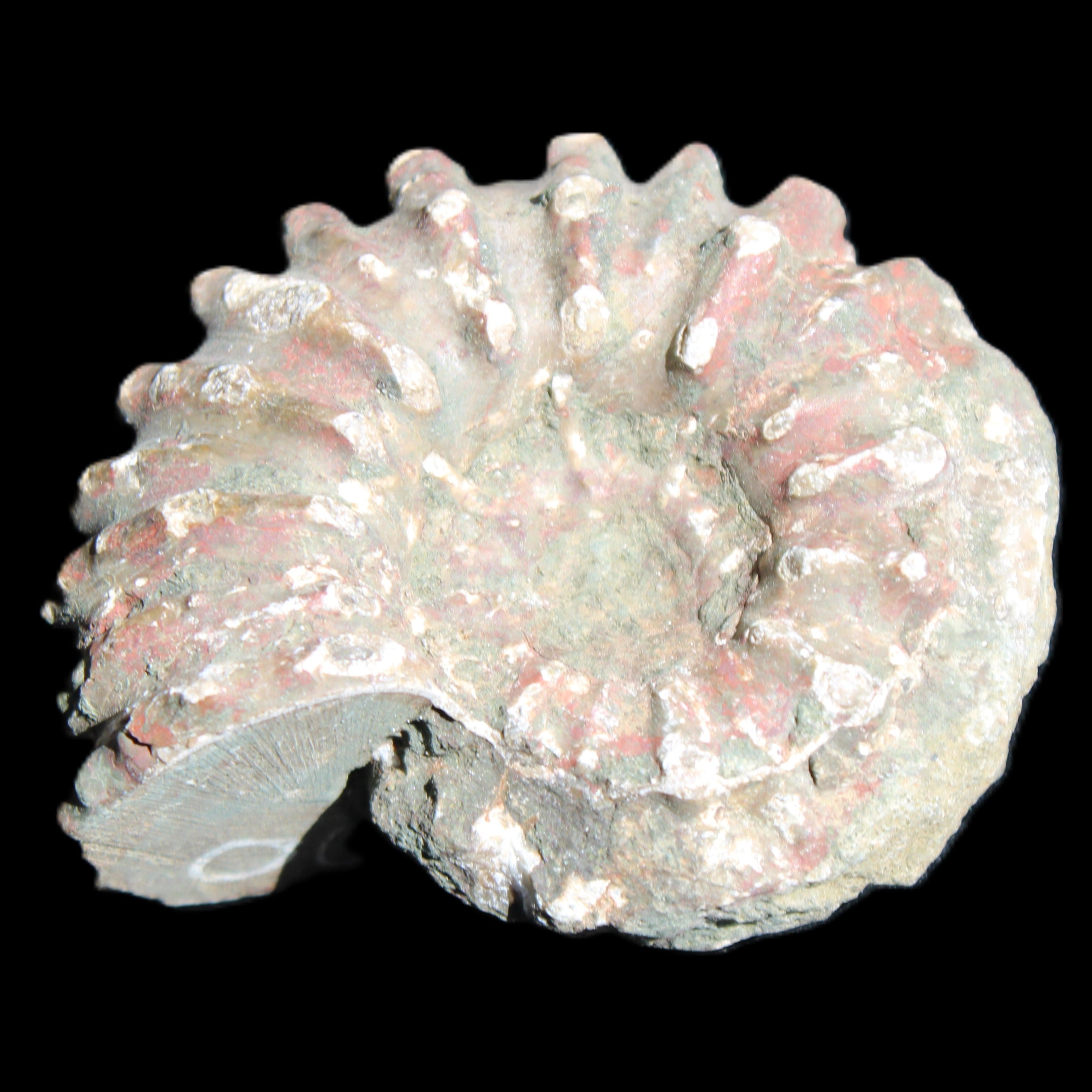 Cretaceous Ammonite from Madagascar 56*47*30mm 79g in sunlight - Rocks and Things Store