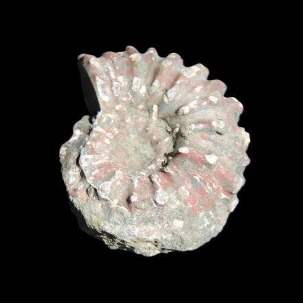 Cretaceous Ammonite from Madagascar 56*47*30mm 79g in sunlight - Rocks and Things Store