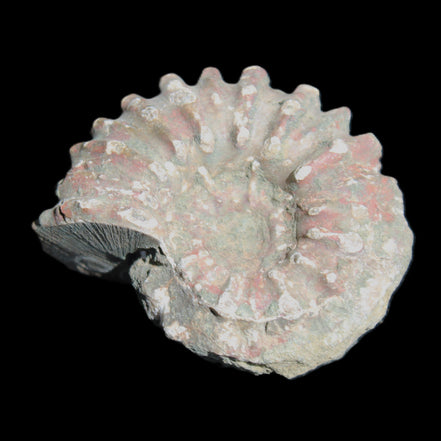 Cretaceous Ammonite from Madagascar 56*47*30mm 79g in sunlight - Rocks and Things Store