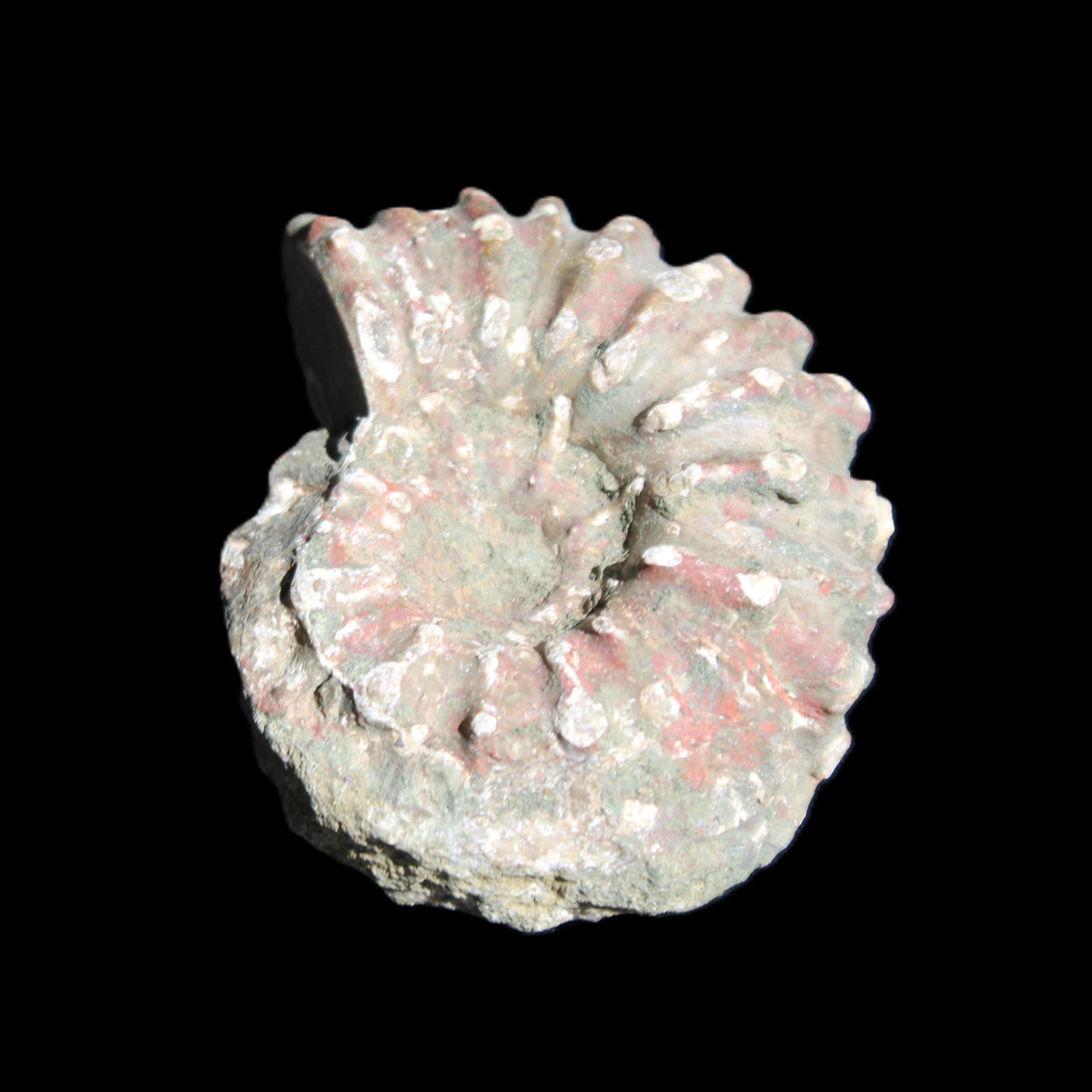 Cretaceous Ammonite from Madagascar 56*47*30mm 79g in sunlight - Rocks and Things Store